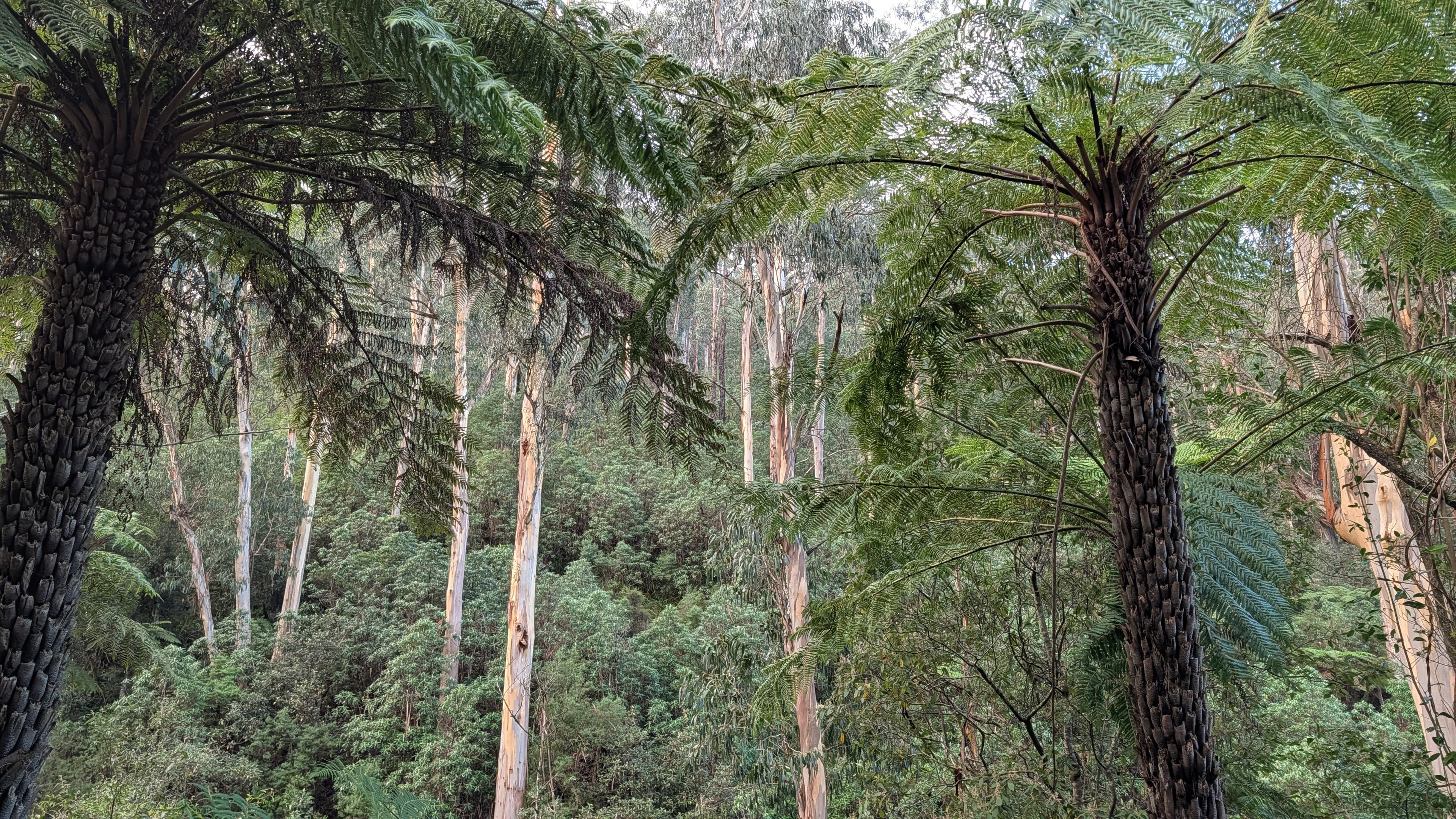 General native vegetation credits